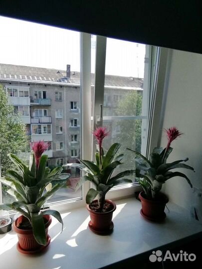 Цветы комнатные