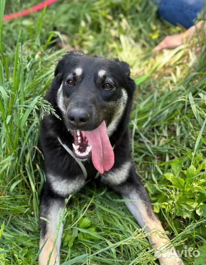 Улыбчивое солнышко из приюта грустит