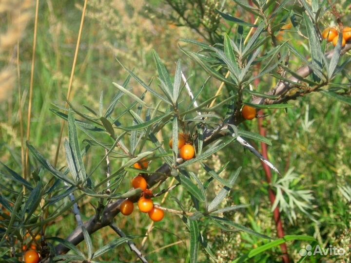 Саженцы облепихи, питомник Алтая, опт/розница