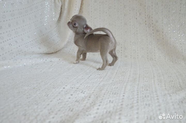 Очаровательная лиловая мини крошка