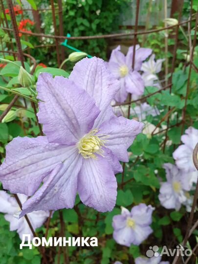 Продажа цветов