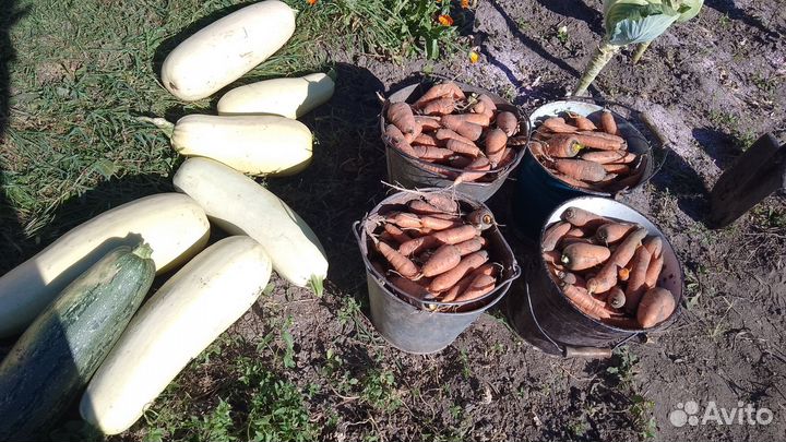 Картошка деревенская,морковь