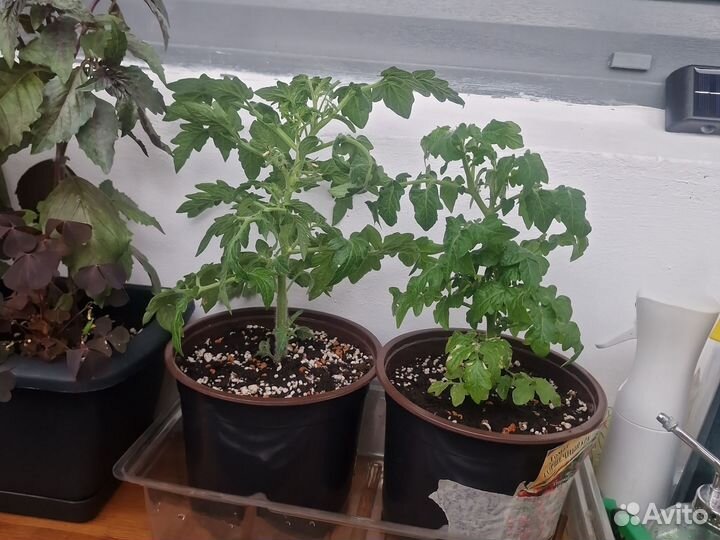 Рассада помидор черри горшечный красный