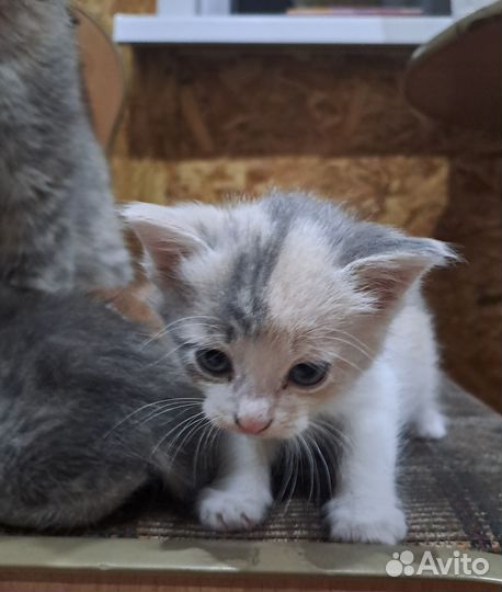Котята