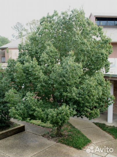 Дуб на посадку, разные виды