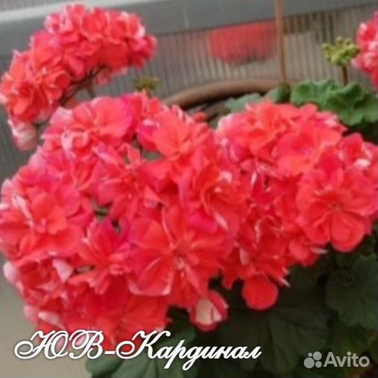 Пеларгония Ю-Пена Дней, юв-Кардинал