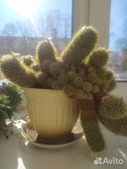 Кактус Маммилярия