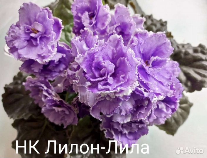 Сортовые фиалки. Детки