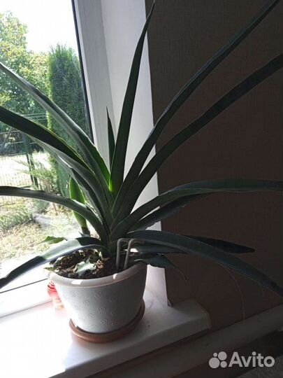 Сансивиерия