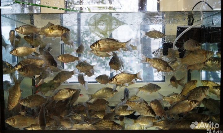 Продается живец карась Л Е Т О М и З И М О Й