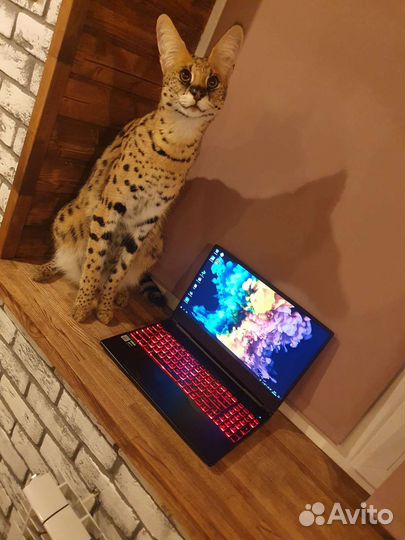 Ноутбук игровой. core i5. GTX 1650 4гб