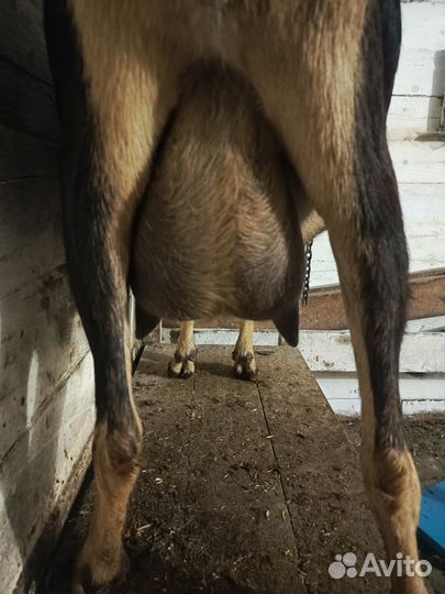 Коза дойная альпийская