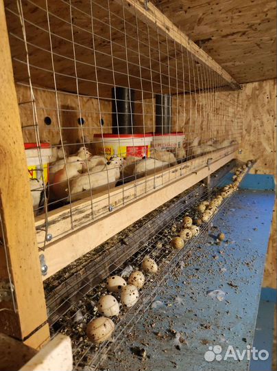 Яйца перепелиные