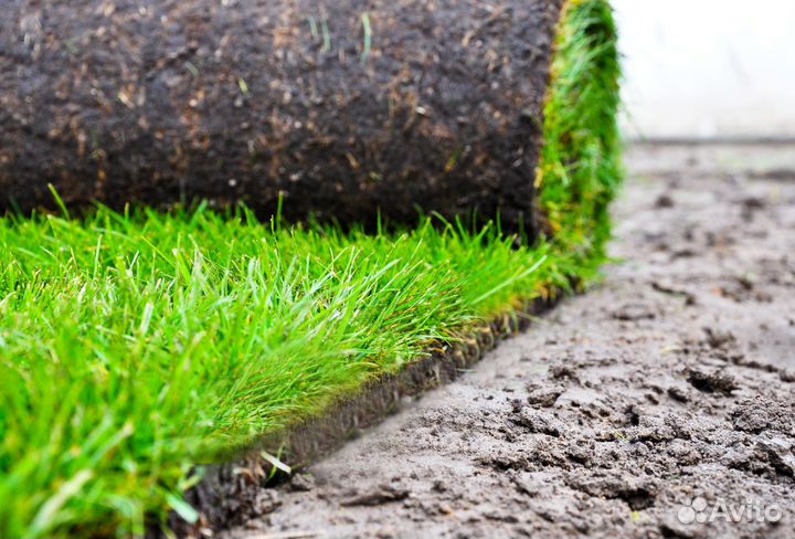 Рулонный газон