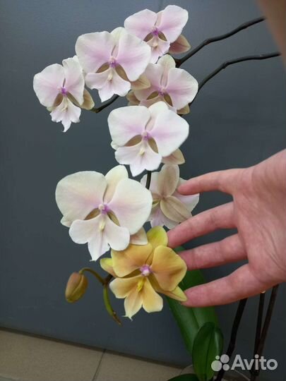 Орхидея Осенний ветер