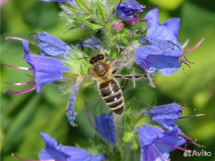 Семена медоносных трав: Синяк, Фацелия, Донник