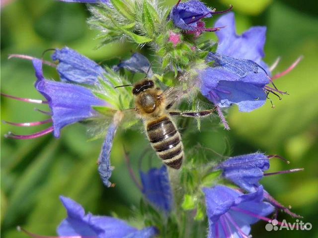 Семена медоносных трав: Синяк, Фацелия, Донник