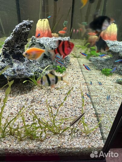Аквариумные рыбки барбусы