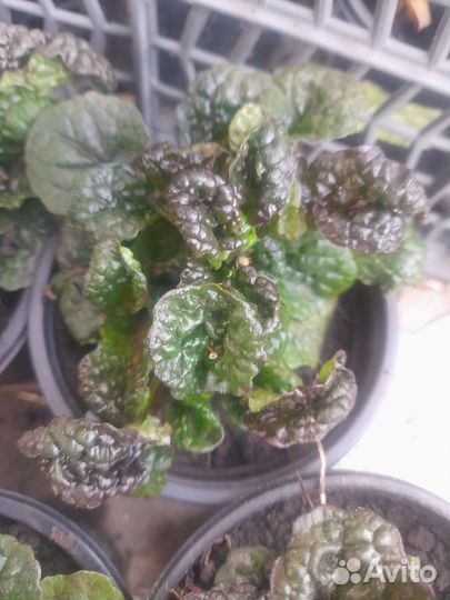 Молодило каменная роза, живучка