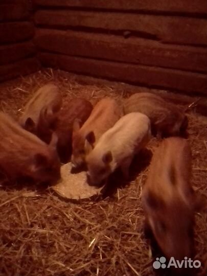 Поросята