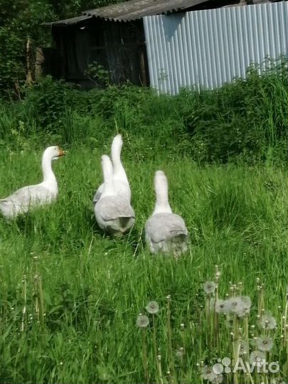 Гуси породы Линда