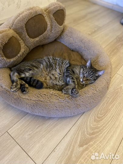 Диванчики для животных