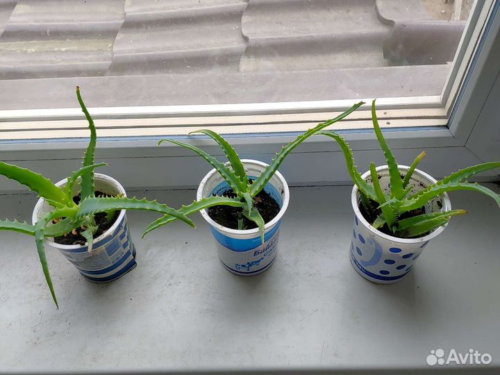 Алоэ комнатный цветок