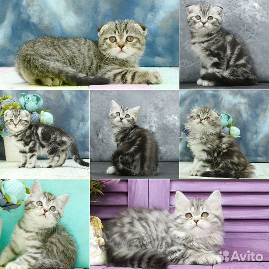 Шотландские котята от родителей чемпионов