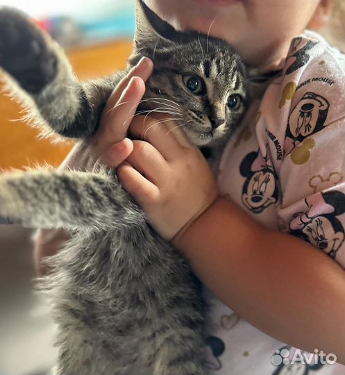 Котята бесплатно