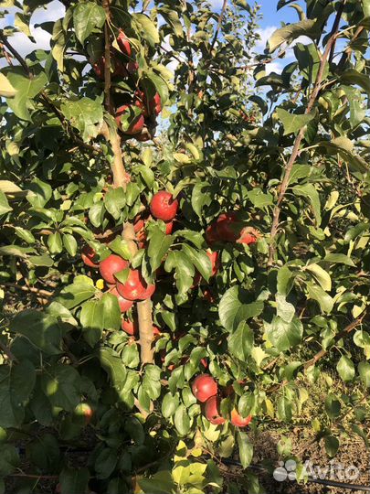 Яблоки Пастила Чипсы