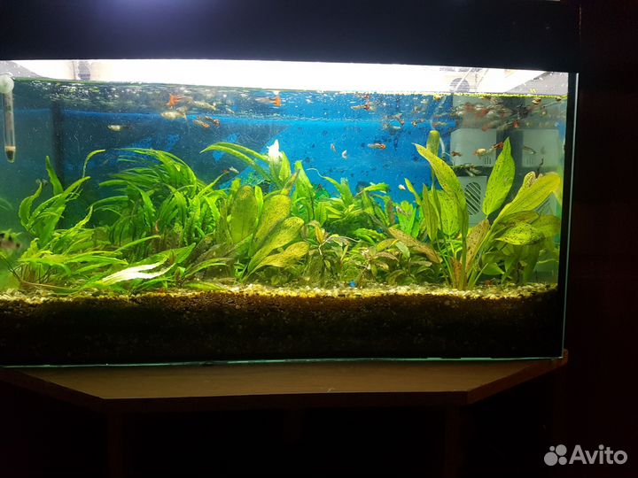 Аквариум