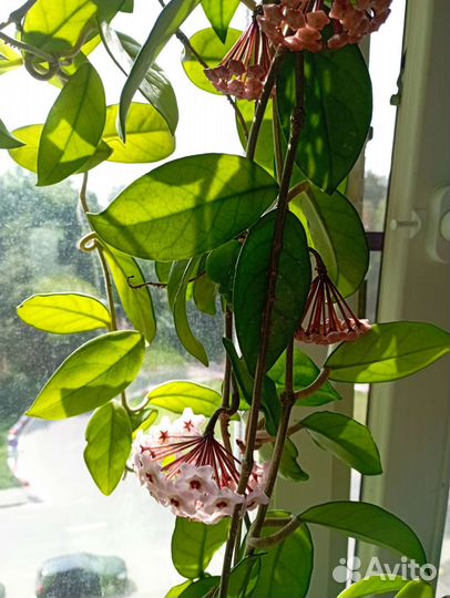 Хойя Карноза (восковой плющ)