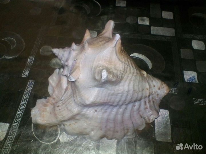 Ракушка огромная