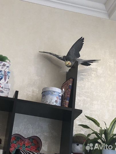 Попугай корелла