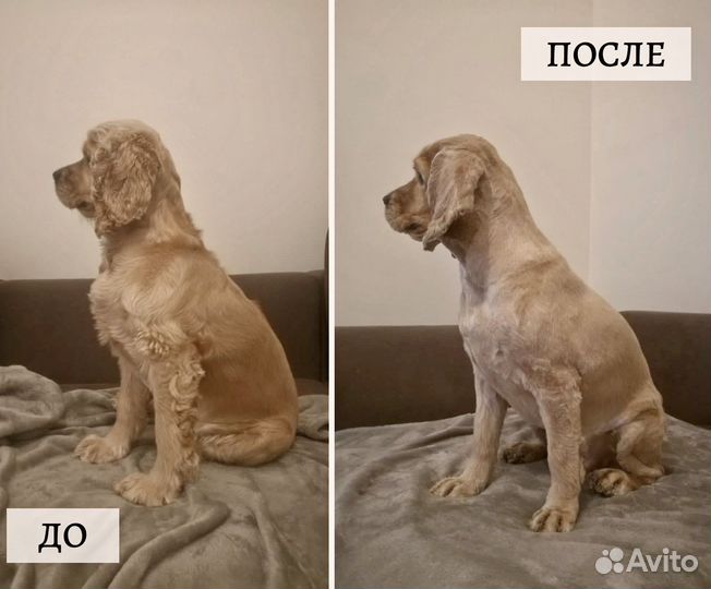 Стрижка собак