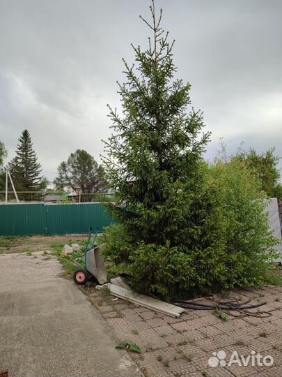 Ель крупномер