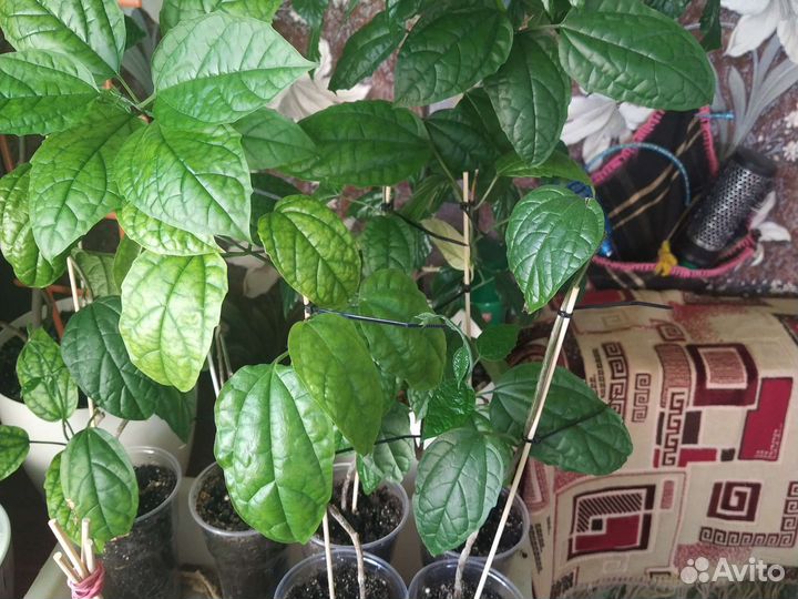 Клеродендрум томпсон