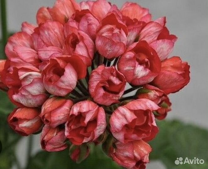 Пеларгония тюльпановидной виктория андрэ