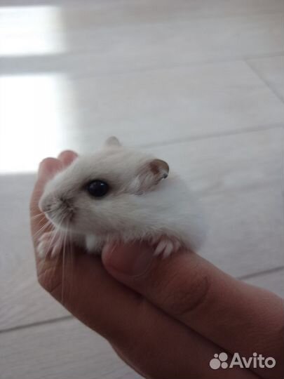 Джунгарские хомячки