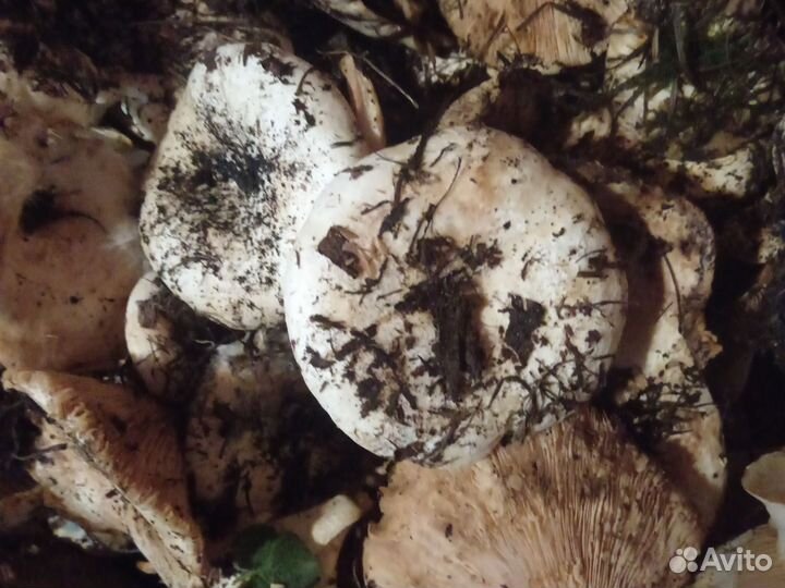 Грибы грузди свежие Алтайское