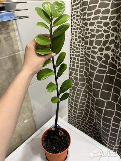 Замиокулькас