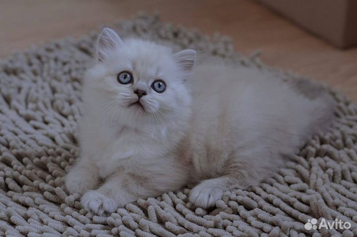 Британские котята