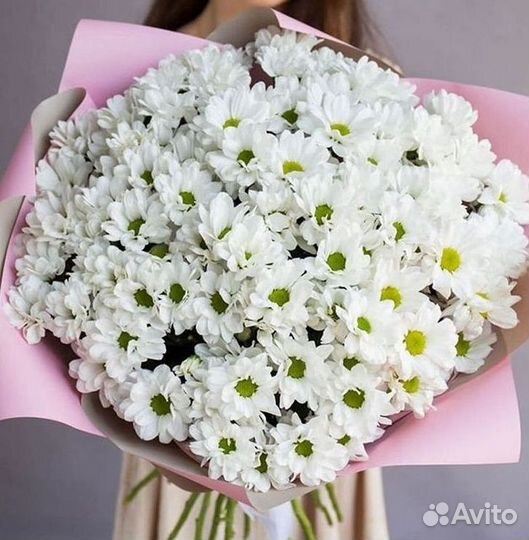 Хризантема Цветы Доставка