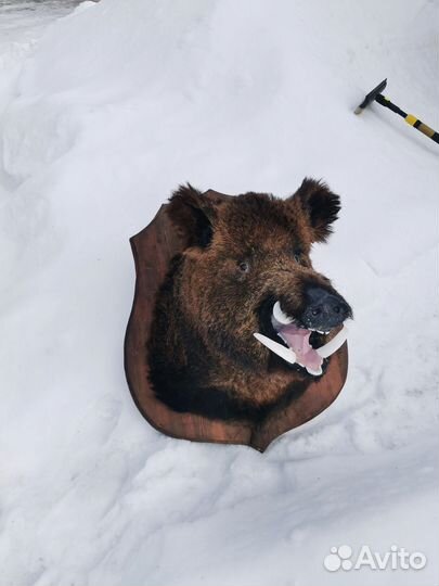 Чучело головы кабана