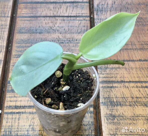 Филодендрон Silver sword