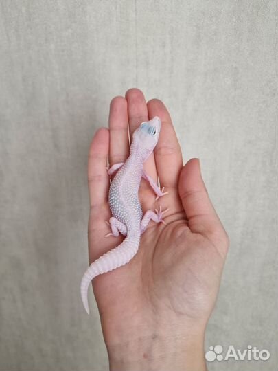 Леопардовый геккон эублефар
