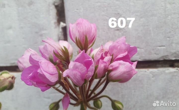 Пеларгония тюльпановидная (укорененные черенки)