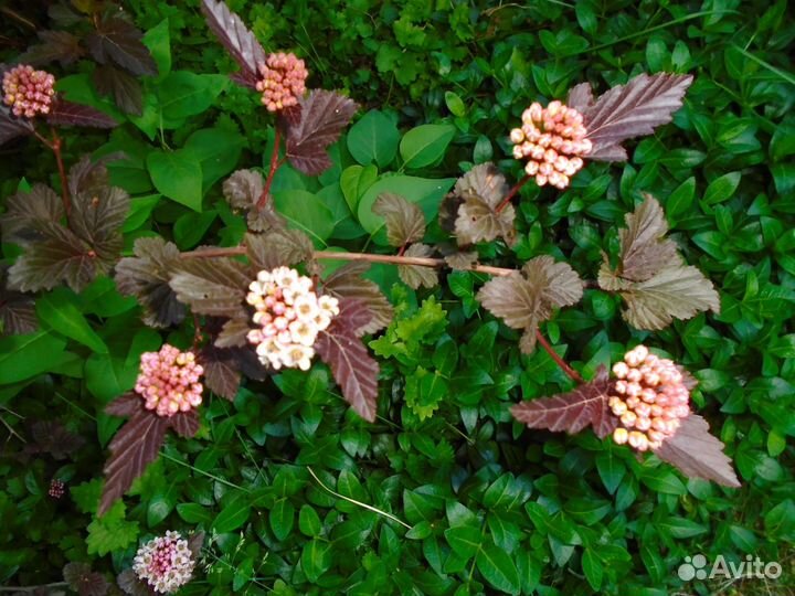 Садовые растения