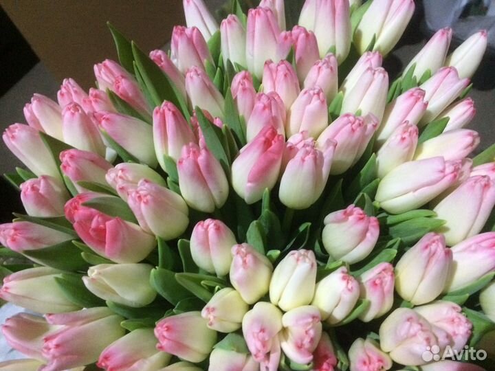 Тюльпаны оптом от производителя