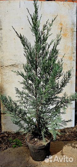 Можжевельник Мунглоу